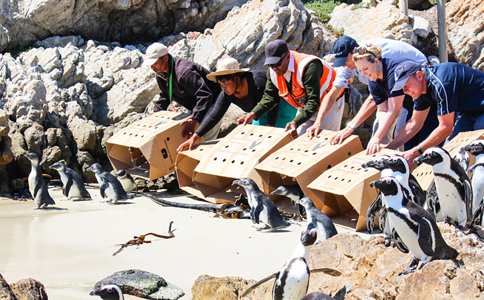 The Blue Fund Saving Penguins
